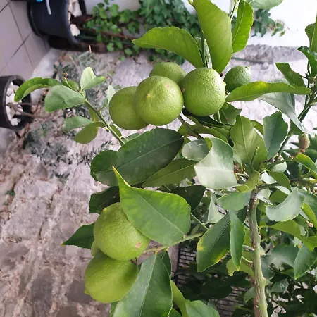 Gæstehus Lemon Tree 3*