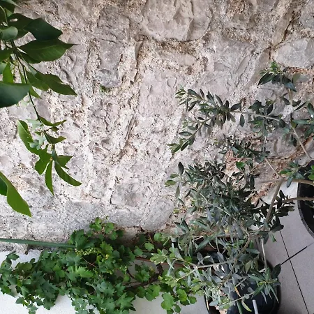 Lemon Tree