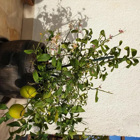 Lemon Tree Gæstehus