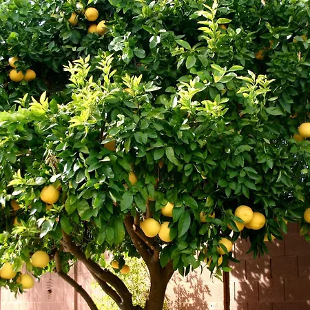 Gæstehus Lemon Tree 3*